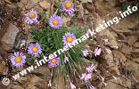 Aster alpinus e dianthus sylvestris sullo Sciliar (Foto: R. Jakubowski).