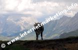 Kuh auf der Schlernalm in Südtirol (Foto: R. Jakubowski).