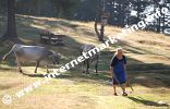 Mucca di pascolo alpino sui Prati del Cavone nel Parco Naturale Sciliar – Catinaccio (Foto: R. Jakubowski).