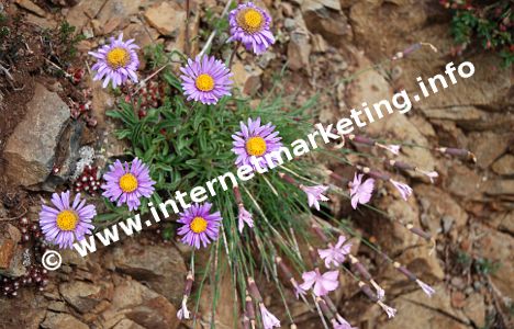 Aster alpinus e dianthus sylvestris sullo Sciliar (Foto: R. Jakubowski).