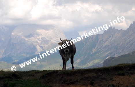 Kuh auf der Schlernalm in Südtirol (Foto: R. Jakubowski).