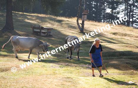 Mucca di pascolo alpino sui Prati del Cavone nel Parco Naturale Sciliar – Catinaccio (Foto: R. Jakubowski).