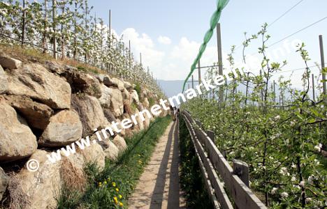 OBstgärten am Algunder Waalweg (Foto: B. Jakubowski).