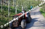 Obstplantagen entlang des Untersteinersteigs in Marling (Foto: R. Jakubowski).