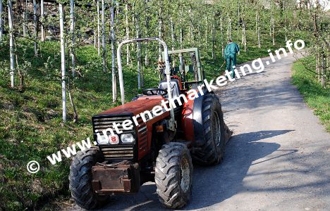 Obstplantagen entlang des Untersteinersteigs in Marling (Foto: R. Jakubowski).