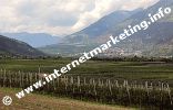 Mareinwiesen bei Latsch im Vinschgau (Foto: R. Jakubowski).